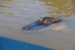 resIMG_20180420_103928_9590.JPG